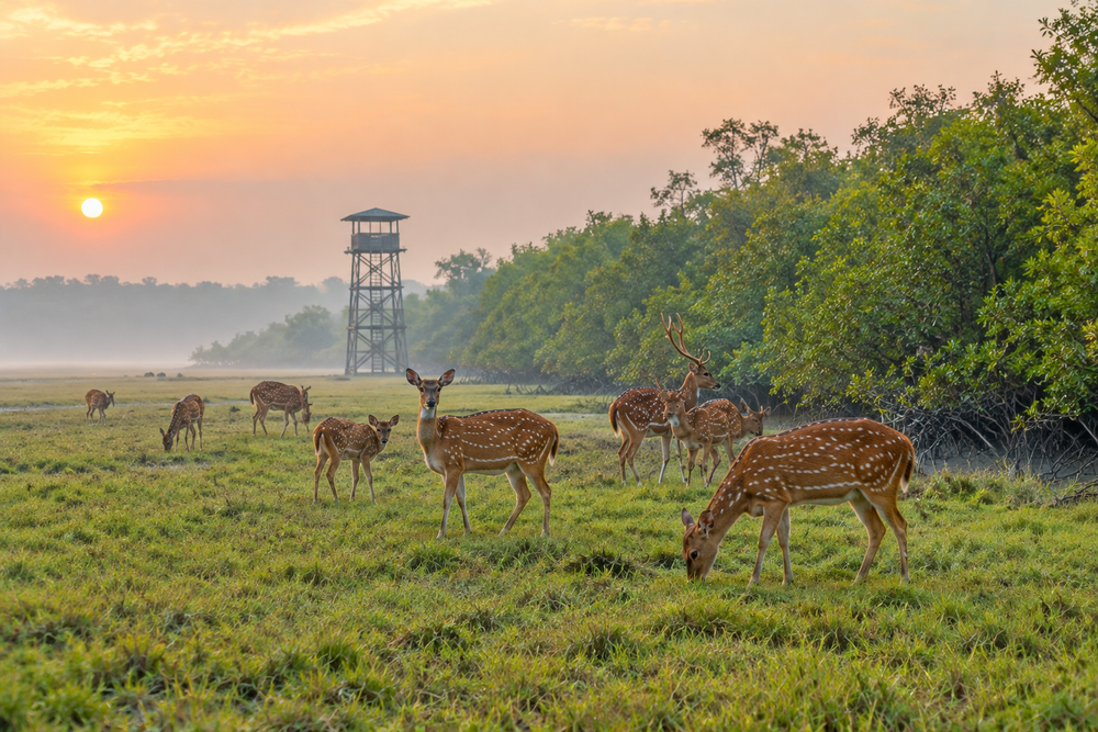 Katka and Kochikhali, Khulna and the Sundarbans
