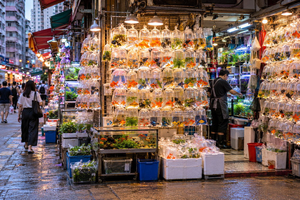 Goldfish Street, Hong Kong