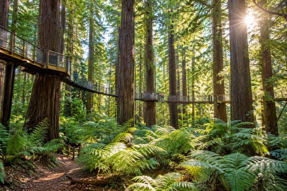 The Redwoods, Rotorua and Taupō