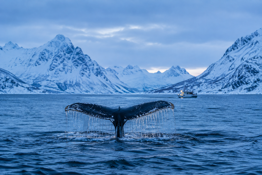 Whale watching, Tromsø